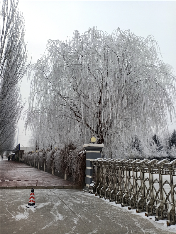 2019年冬雪(摄影：财务部，柴薪科，工号N14246).jpg